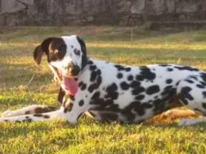 Cachorro raça Dalmata idade 1 ano nome FRIDA