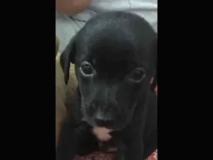 Cachorro raça SRD idade 2 a 6 meses nome Ted