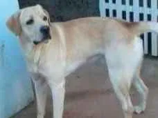 Cachorro raça Labrador idade 6 ou mais anos nome Marley