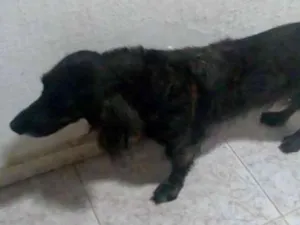 Cachorro raça Poodle idade 3 anos nome Não sei