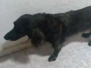 Cachorro raça Poodle idade 3 anos nome Não sei