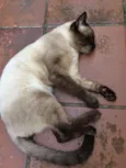 KADÚ
