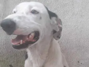 Cachorro raça desconhecida  idade 2 anos nome Julie e Bobby