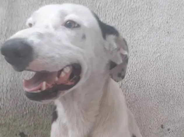 Cachorro ra a desconhecida  idade 2 anos nome Julie e Bobby