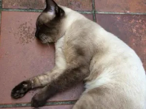 Gato raça SIAMES idade 1 ano nome KADÚ
