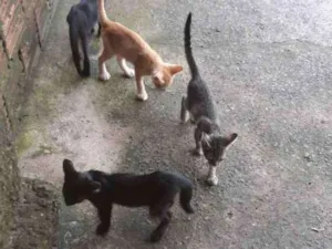 Gato raça Vira lata idade 2 a 6 meses nome Cats
