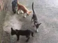 Cats