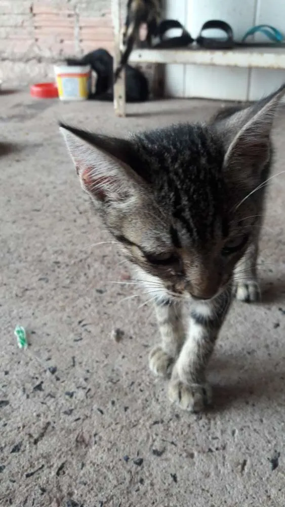 Gato raça Vira lata idade 2 a 6 meses nome Cats