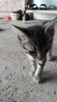Cats