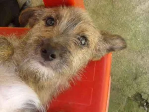 Cachorro raça Vira lata idade 7 a 11 meses nome Katrina