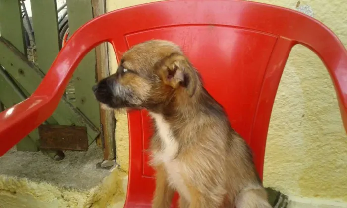 Cachorro raça Vira lata idade 7 a 11 meses nome Katrina