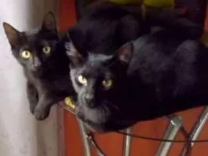 Gato raça Bombaim idade 7 a 11 meses nome Aaron e Ierê