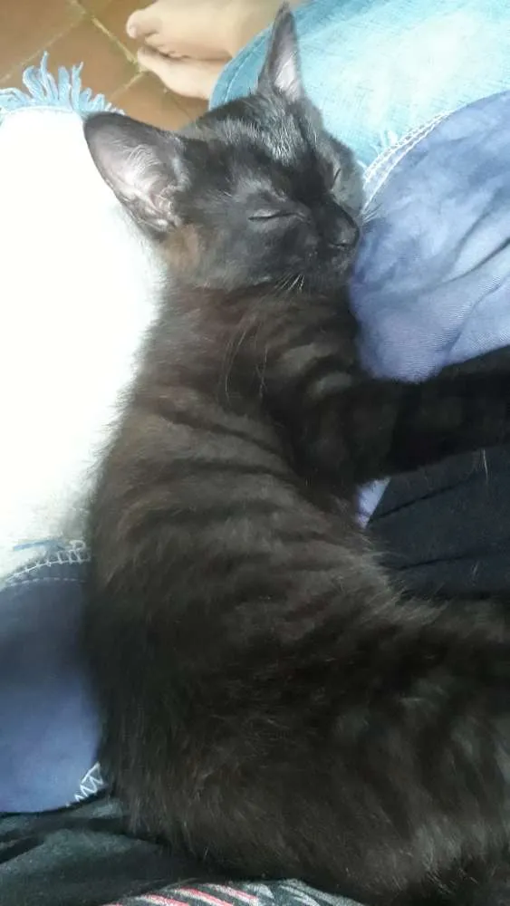 Gato ra a SRD idade 2 a 6 meses nome Não tem
