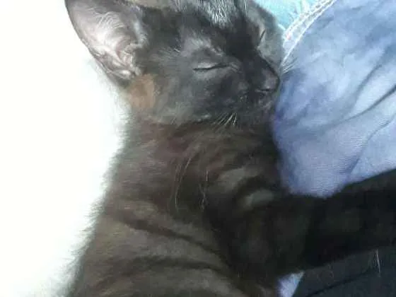 Gato ra a SRD idade 2 a 6 meses nome Não tem