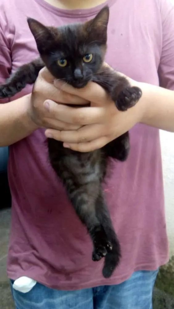 Gato ra a SRD idade 2 a 6 meses nome Não tem