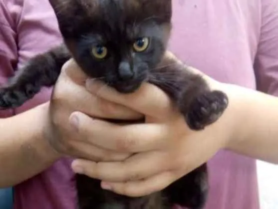 Gato ra a SRD idade 2 a 6 meses nome Não tem