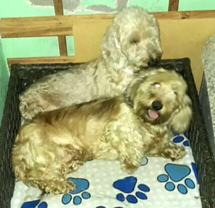 Cachorro ra a Daschund Teckel pêlo duro idade 3 anos nome Zeca ou Susi
