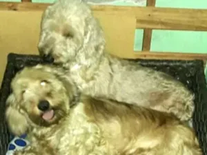 Cachorro raça Daschund Teckel pêlo duro idade 3 anos nome Zeca ou Susi