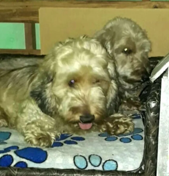 Cachorro ra a Daschund Teckel pêlo duro idade 3 anos nome Zeca ou Susi