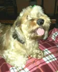 Zeca ou Susi