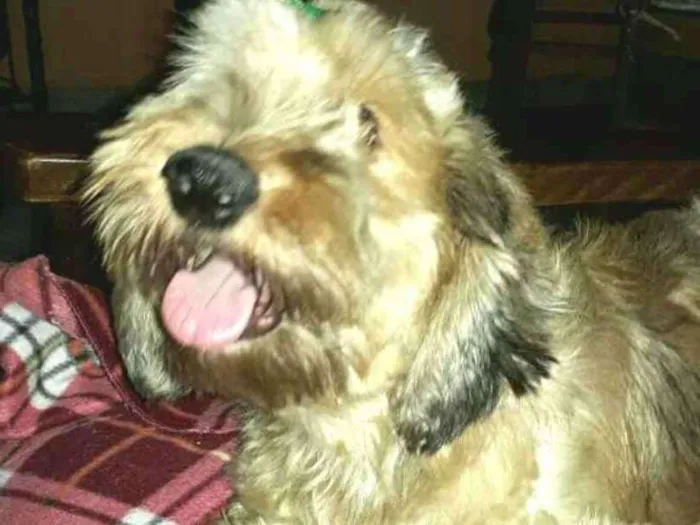 Cachorro ra a Daschund Teckel pêlo duro idade 3 anos nome Zeca ou Susi