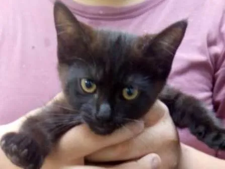 Gato ra a SRD idade 2 a 6 meses nome Não tem