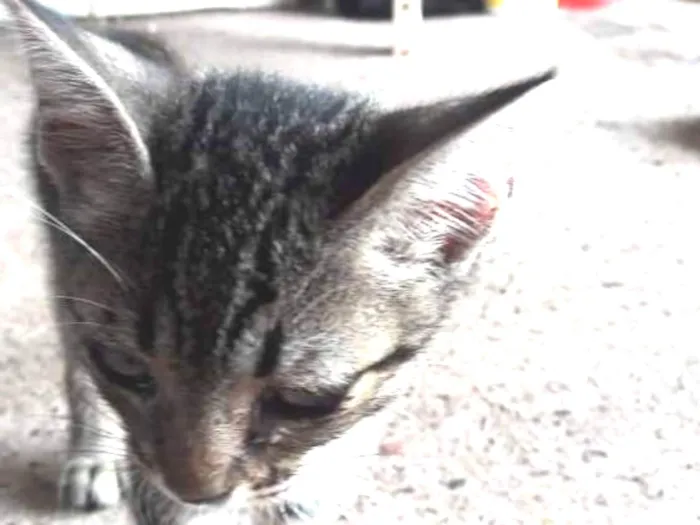 Gato raça Vira lata idade 2 a 6 meses nome Cats