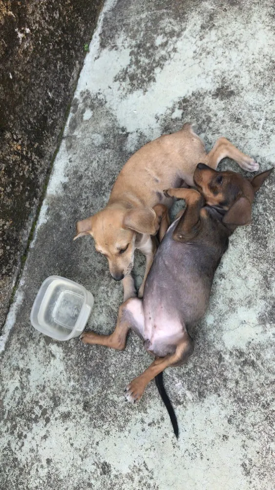 Cachorro ra a Sem raça definida  idade Abaixo de 2 meses nome Sem nome