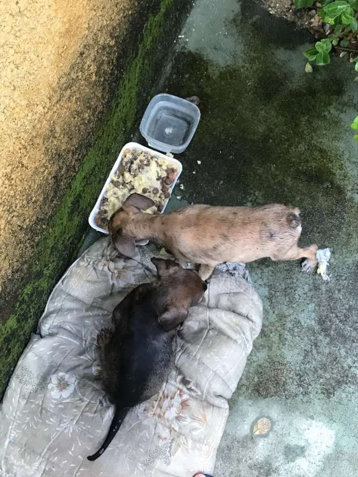 Cachorro ra a Sem raça definida  idade Abaixo de 2 meses nome Sem nome