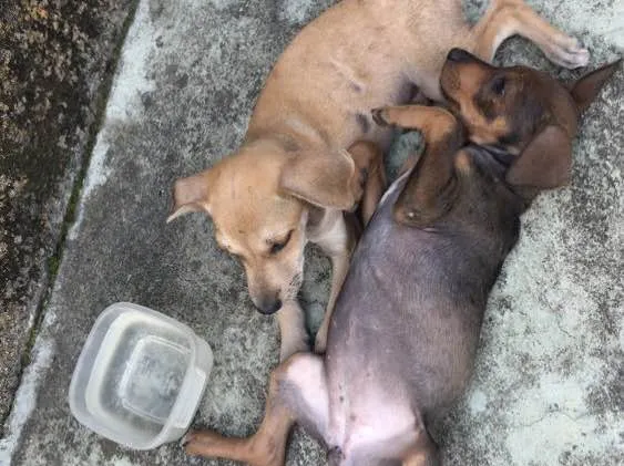 Cachorro ra a Sem raça definida  idade Abaixo de 2 meses nome Sem nome