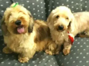 Cachorro raça Daschund Teckel pêlo duro idade 3 anos nome Zeca ou Susi