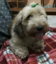 Zeca ou Susi