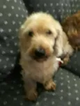 Zeca ou Susi