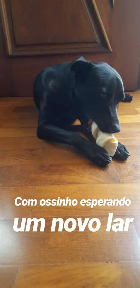 Cachorro ra a Mestiço idade 7 a 11 meses nome Pretinho