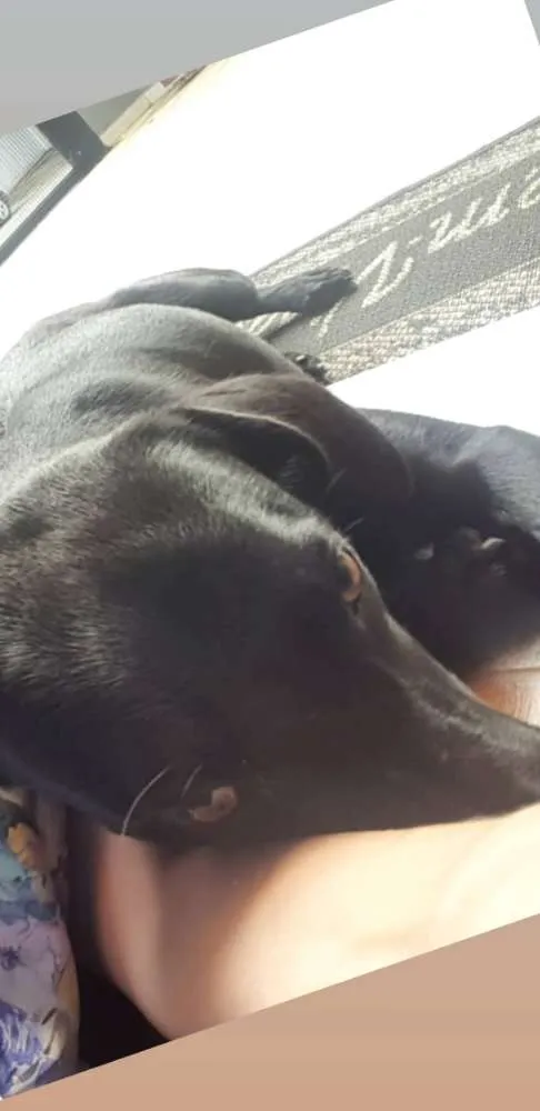 Cachorro ra a Mestiço idade 7 a 11 meses nome Pretinho