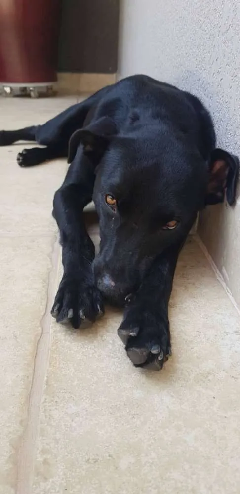 Cachorro ra a Mestiço idade 7 a 11 meses nome Pretinho