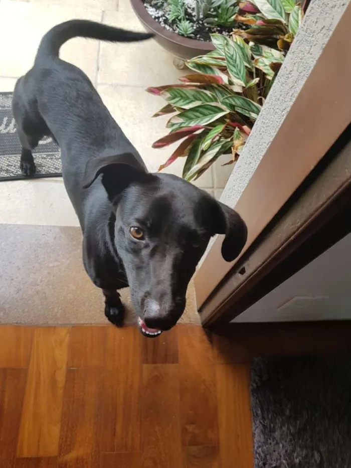 Cachorro ra a Mestiço idade 7 a 11 meses nome Pretinho