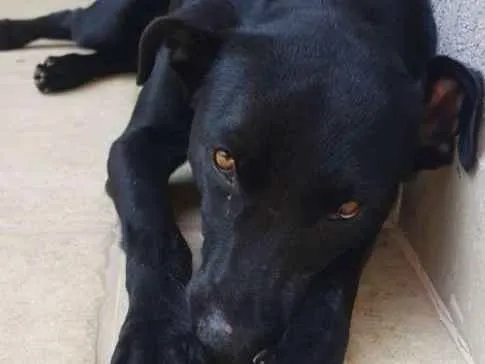 Cachorro ra a Mestiço idade 7 a 11 meses nome Pretinho