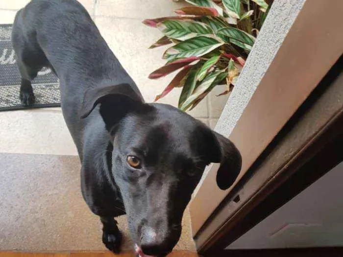 Cachorro ra a Mestiço idade 7 a 11 meses nome Pretinho