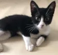Tico