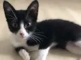 Tico