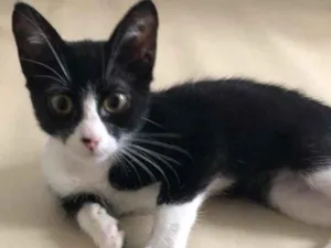Gato raça srd idade 2 a 6 meses nome Tico
