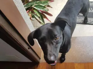 Cachorro raça Mestiço idade 7 a 11 meses nome Pretinho