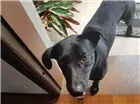 Cachorro raça Mestiço idade 7 a 11 meses nome Pretinho