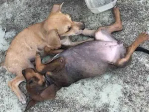 Cachorro raça Sem raça definida  idade Abaixo de 2 meses nome Sem nome