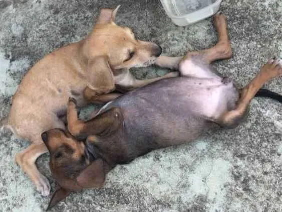 Cachorro ra a Sem raça definida  idade Abaixo de 2 meses nome Sem nome