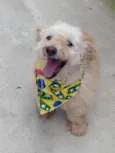 Bebe