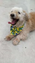 Bebe