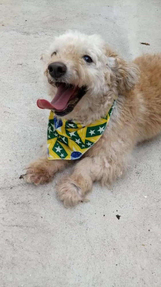 Cachorro ra a poodle idade 6 ou mais anos nome Bebe