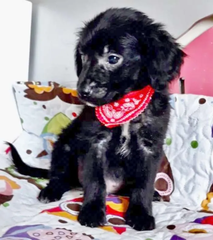 Cachorro ra a SRD idade 2 a 6 meses nome RABICÓ